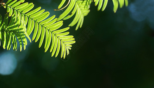 阳光透过绿色叶子特写图片