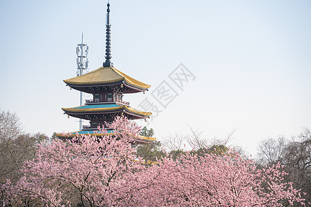 生机勃勃武汉东湖樱园五重塔樱花背景