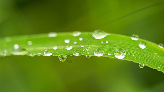 春雨后绿叶上的雨珠图片