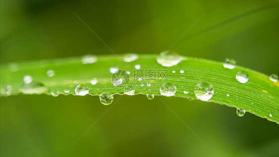 春雨后绿叶上的雨珠图片