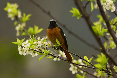小鸟与鲜花春天站在鲜花枝头的小鸟背景