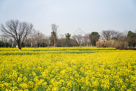 春天的东湖万国公园油菜花花海背景图片