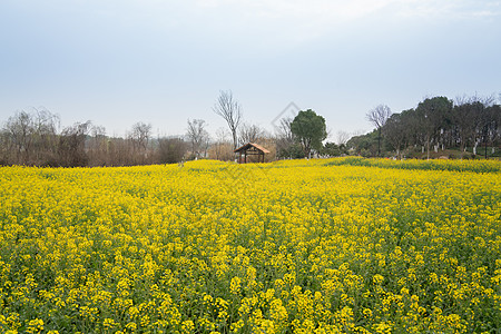 春天的东湖万国公园油菜花花海图片