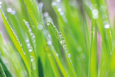 春天雨水叶子上的水珠图片