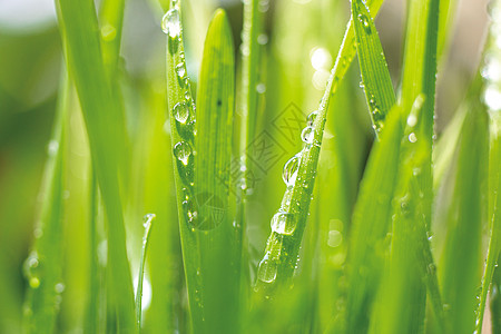 春天雨水叶子上的水珠图片