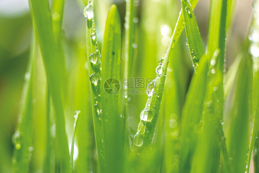 春天雨水叶子上的水珠图片