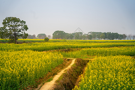 马鞍山公园武汉东湖马鞍山森林公园油菜花花海背景