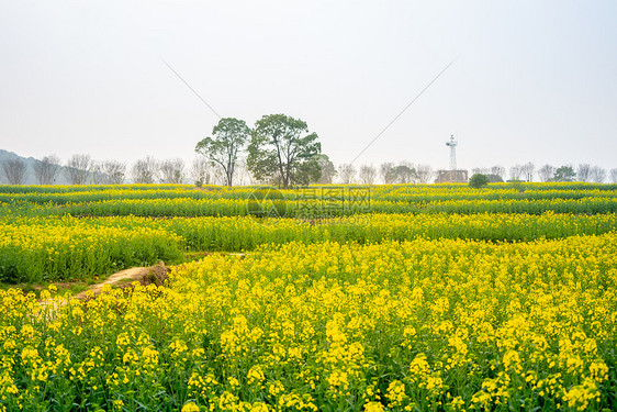 武汉东湖马鞍山森林公园油菜花花海图片