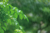 春天雨水图片