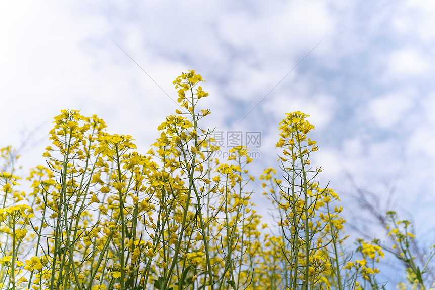 蓝天白云下的油菜花图片