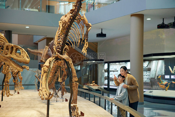 博物馆里母亲介绍恐龙化石图片