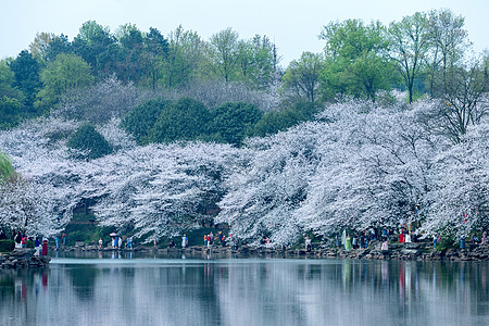 吉野櫻樱花吉野栅唯美春天背景