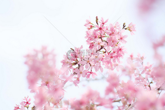 春天浪漫唯美的粉色樱花图片