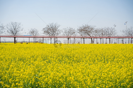 武汉第十届知音故里消泗油菜花花海图片