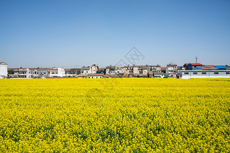 武汉第十届知音故里消泗油菜花花海图片