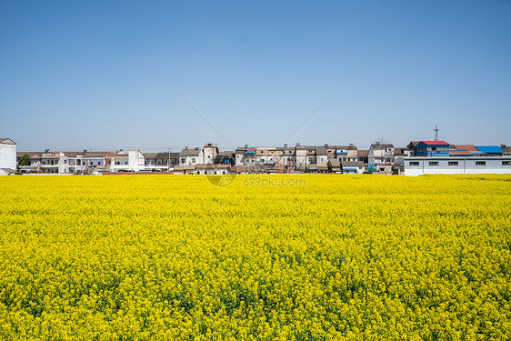 武汉第十届知音故里消泗油菜花花海图片