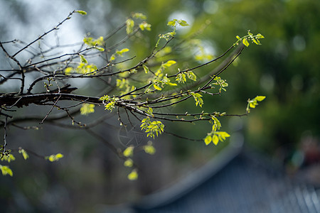 春天生长的绿色嫩芽图片