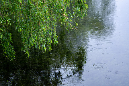 露珠字春天雨水中的柳条柳树背景