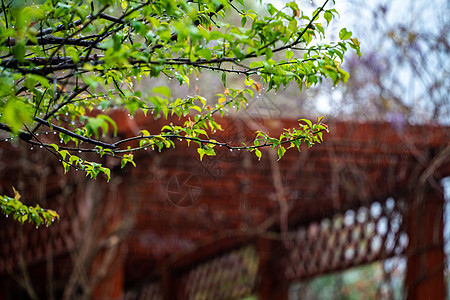 春天雨水中的绿色植物背景图片