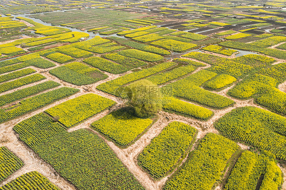 江苏兴化千垛景区水上油菜花海图片