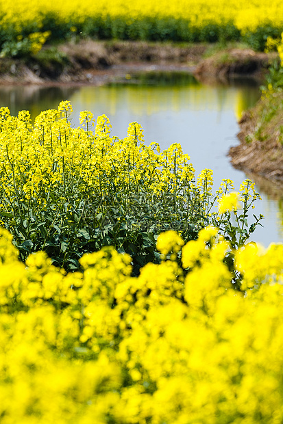 江苏兴化千垛景区水上油菜花油菜图片