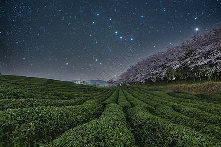 茶海平坝樱花银河星空银河背景