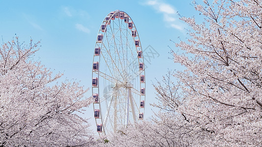 粉色摩天轮粉色樱花和摩天轮背景