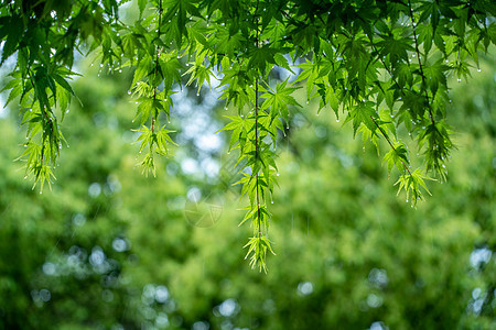 春天雨水的绿叶图片