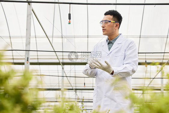 植物养殖基地内的农业科研人员图片