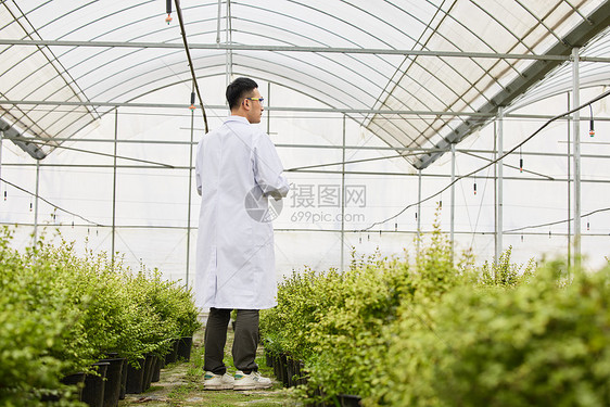 科研人员巡视植物生长状态图片