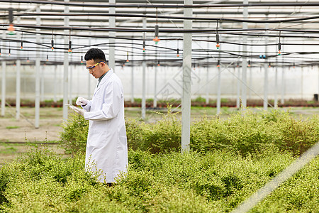 科研人员记录植物生长状态图片