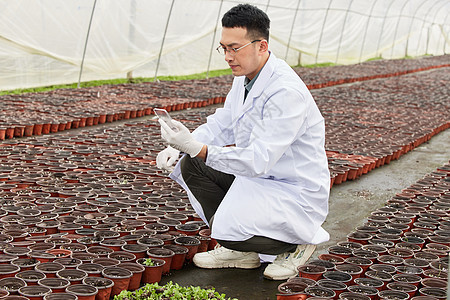 科研人员检查植物幼苗图片