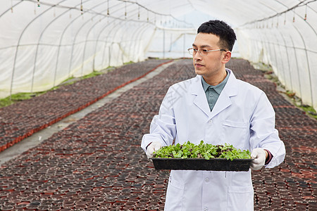 科研人员端着植物幼苗图片