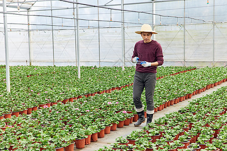 查看植物幼苗的花农图片