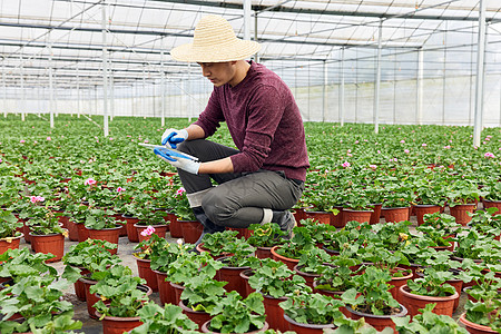 植物养殖基地里的农民高清图片