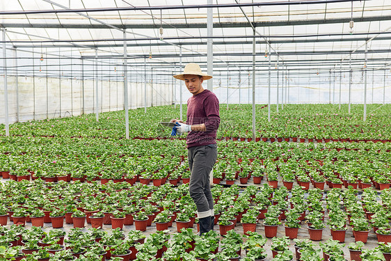 植物养殖基地查看幼苗的花农图片