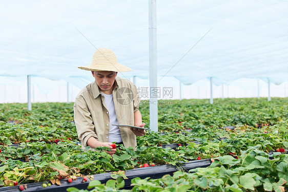 手持平板电脑的果农照看草莓图片