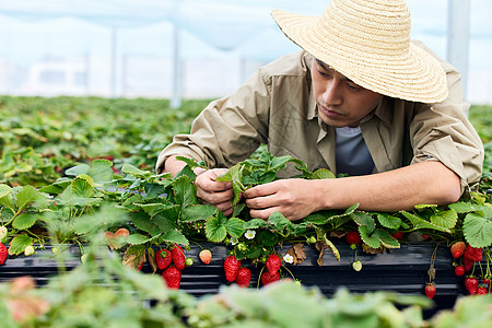 果农给草莓清除枯叶杂物高清图片
