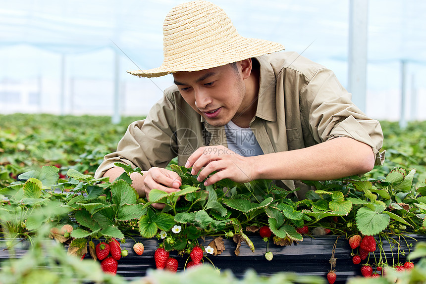 果农给草莓清除枯叶杂物图片