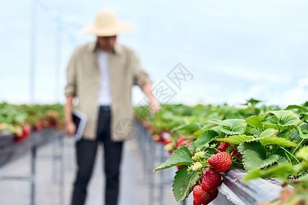 植物大棚里的新鲜草莓图片
