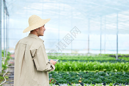 手拿平板的农民看蔬菜图片