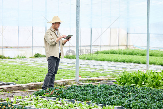 手拿平板电脑观察蔬菜的农民图片