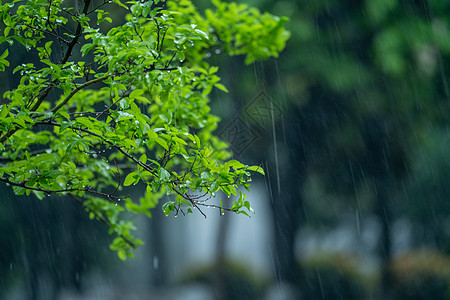 春雨中的植物背景图片