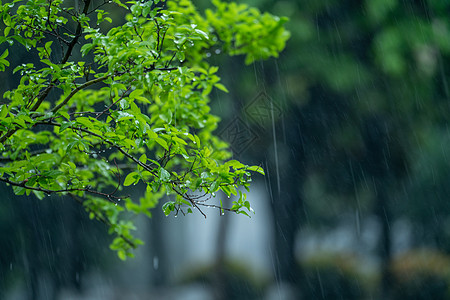 春雨中的植物图片