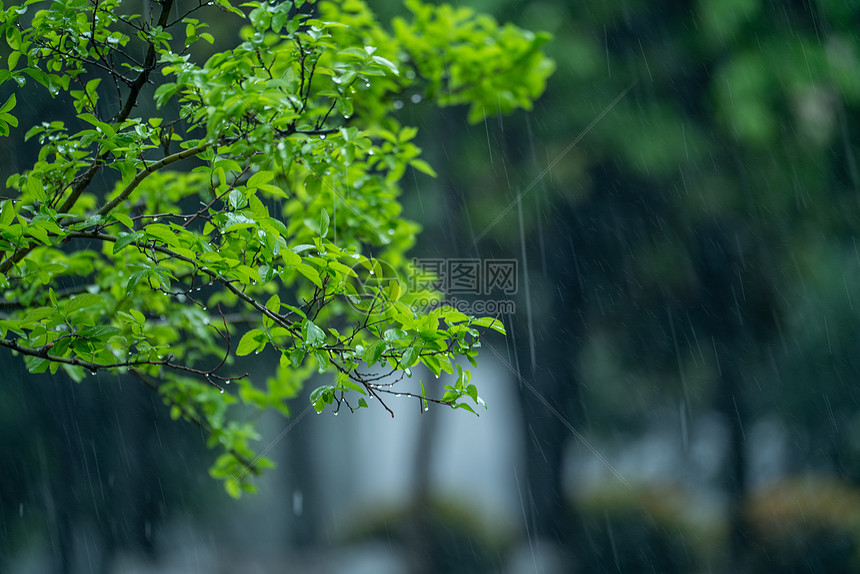 春雨中的植物图片