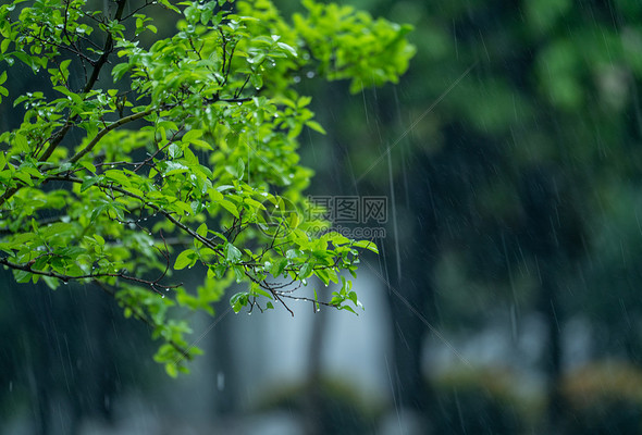 谷雨高清图库