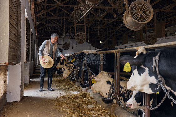 在奶牛棚工作的老年男性图片