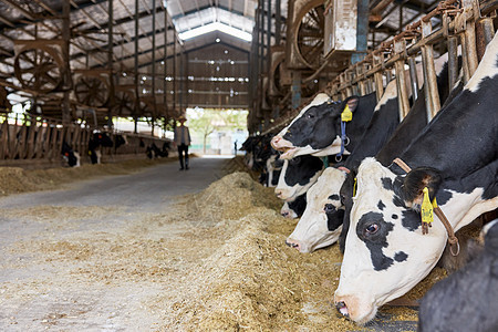 人工养殖的奶牛吃饲料图片
