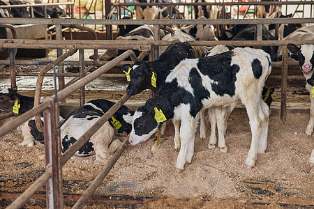 奶牛棚里饲养的奶牛图片