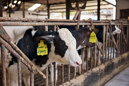 奶牛棚养殖场图片